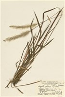 藏品(白茅)的圖片